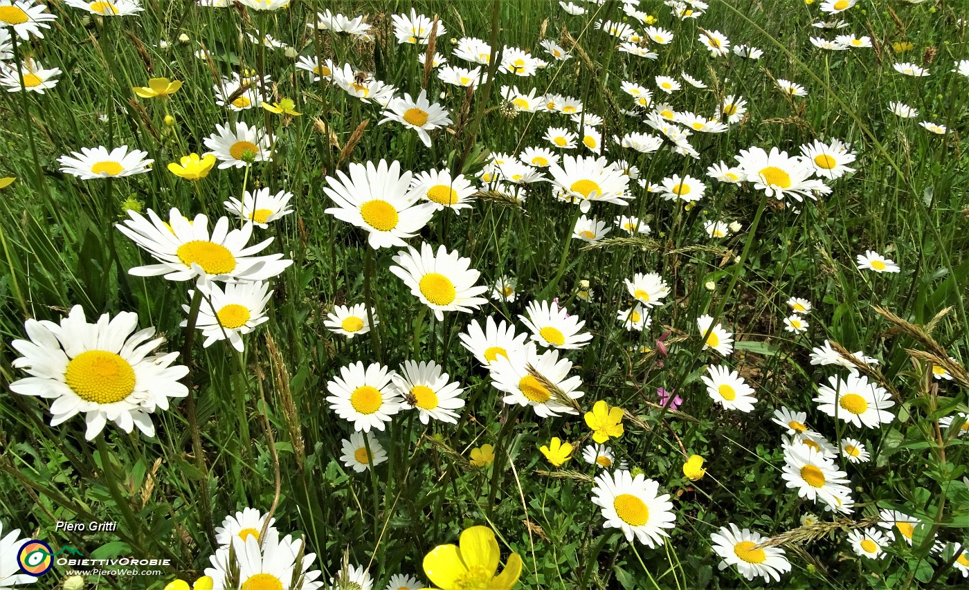 30 Distesa di bianche margherite in fiore nei prati della Stalla Fopp- Margherita tetraploide (Leucanthemum vulgare).JPG